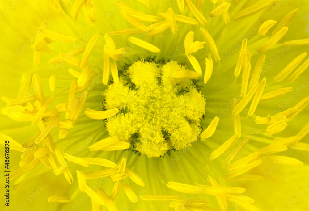 Obraz premium Ultra macro of Yellow Poppy Flower Center