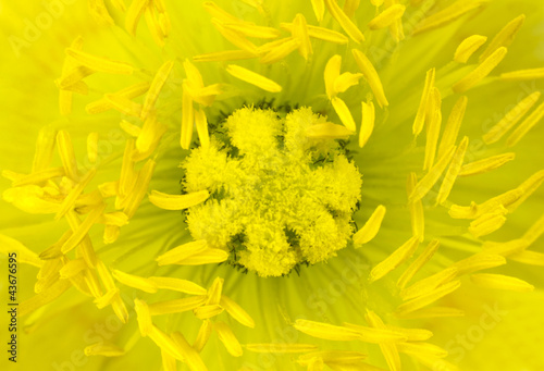 Ultra macro of Yellow Poppy Flower Center