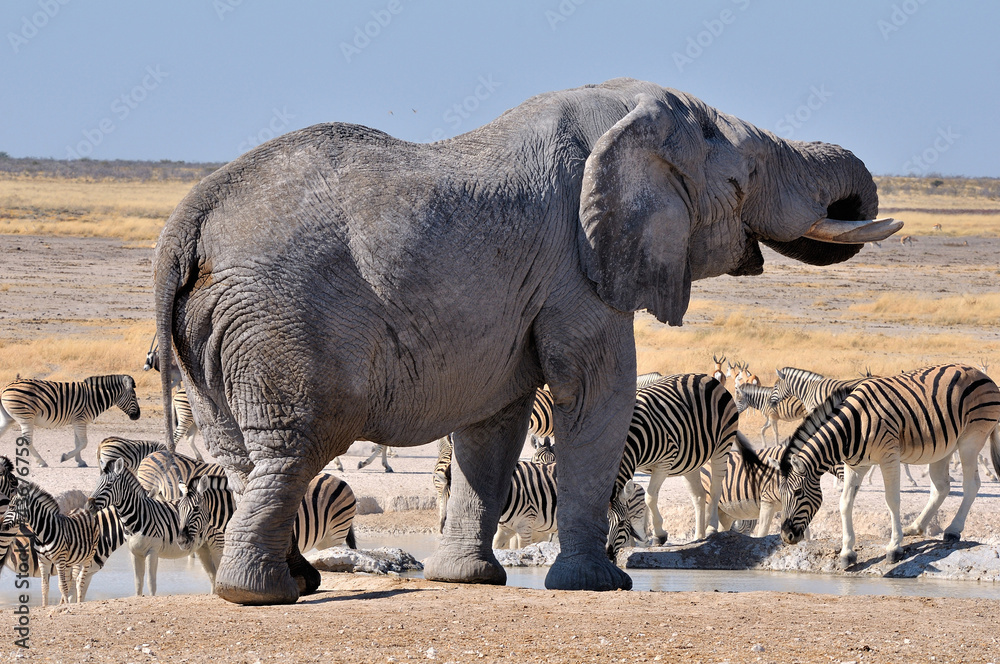 Fototapeta premium Elephant, Etosha National park, Namibia