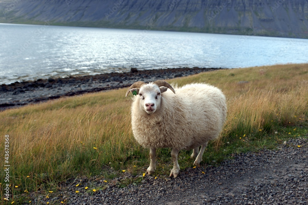 Obraz premium Islandschaf