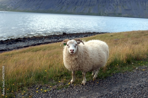 Islandschaf photo