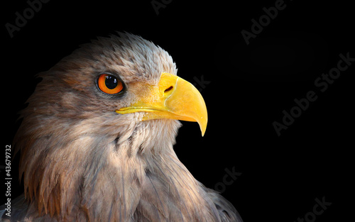 The evil eye  Eagle head .