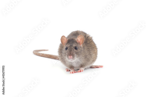 rat