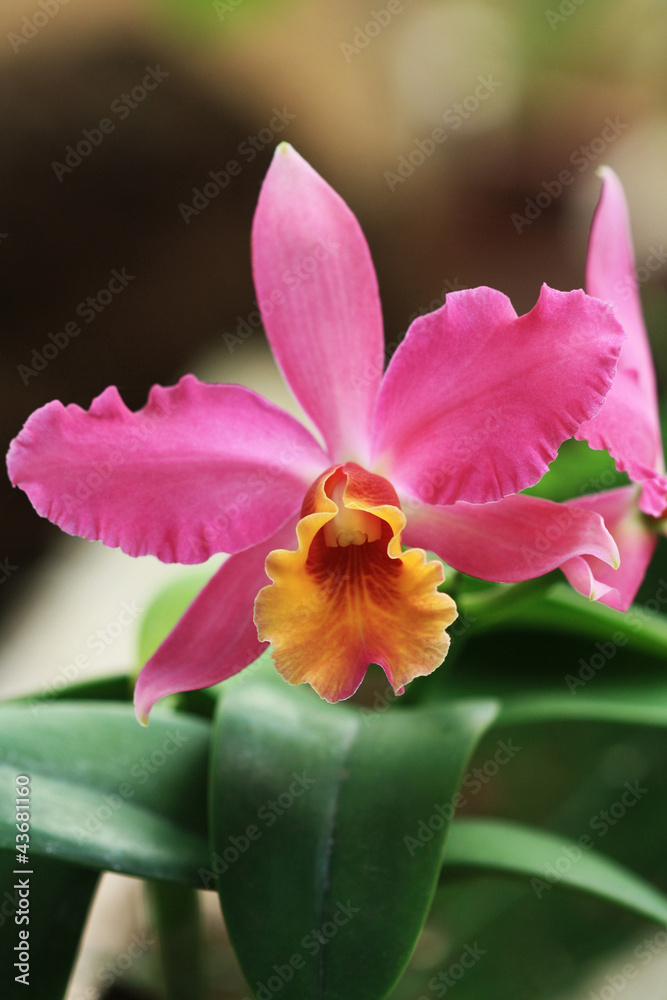 Obraz premium BLUMEN_0091_Orchidee_cattleya