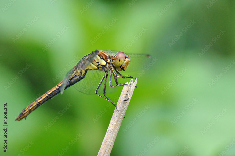 Moustached Darter (Male, Sympetrum vulgatum)