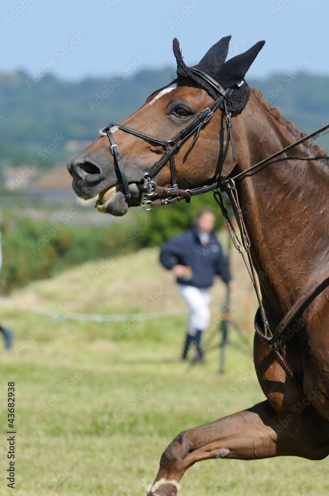 Fototapeta premium cheval au dessus de la main