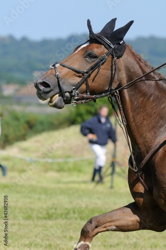 cheval au dessus de la main