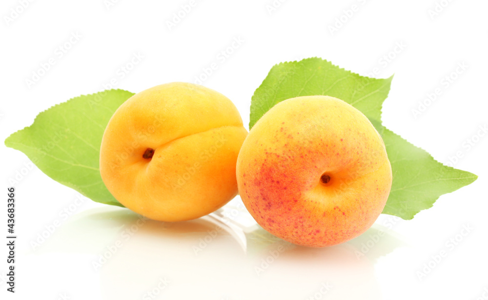 ripe sweet apricots with green leaves isolated on white ripe sweet apricots with green leaves isolated on white