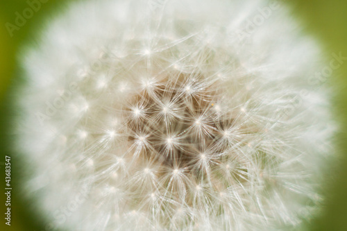 Beautiful macro of a dandelion on a green background