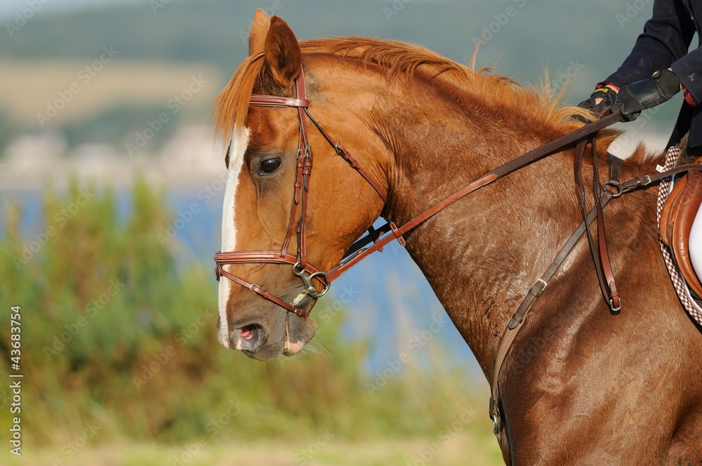 Obraz premium Tête dechaval en sueur