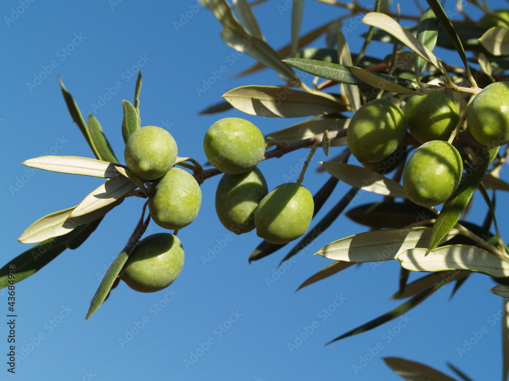 Green olives on a branch. Green olives on a branch.