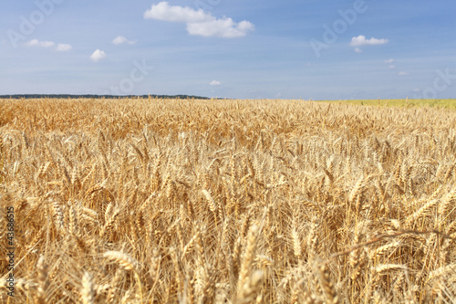 wheat fields under the sun in the summer before harvest