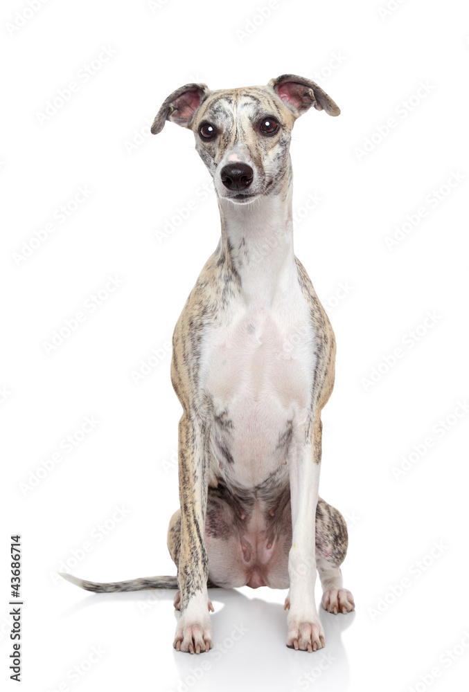 Whippet dog on white background Whippet dog on white background