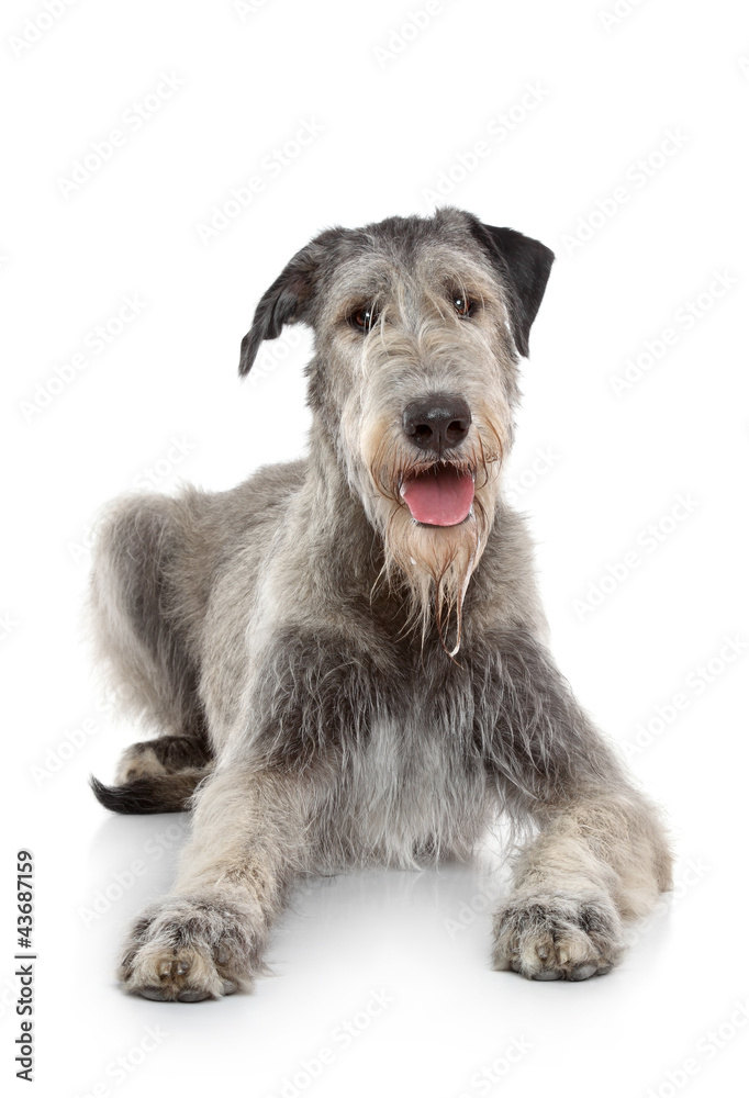 Fototapeta Irish Wolfhound dog on white background