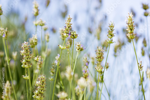 Fototapeta Naklejka Na Ścianę i Meble -  Lavendelblüten