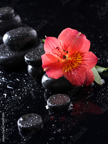 Spa stones with drops and red flower on black background