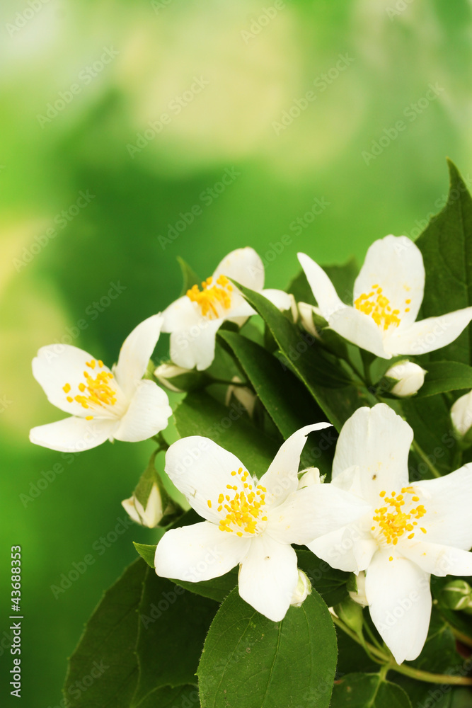Obraz premium beautiful jasmine flowers with leaves on green background