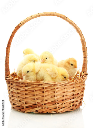 beautiful little chickens in basket isolated on the white