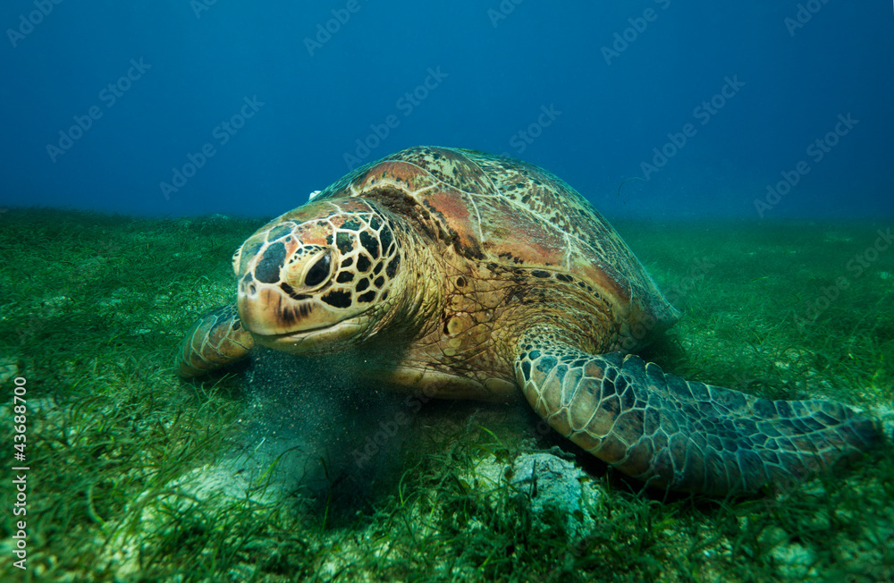 Obraz premium Huge turtle eating seaweed underwater