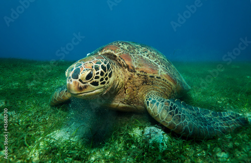Huge turtle eating seaweed underwater