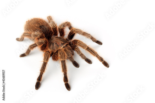 Grammostola Rosea - Rote Chile-Vogelspinne