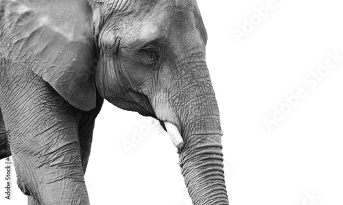 Powerful black and white elephant portrait