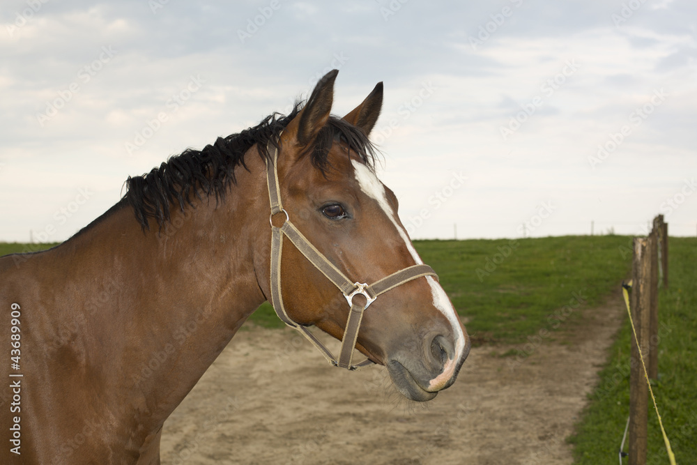 Obraz premium koń spogląda przez płot