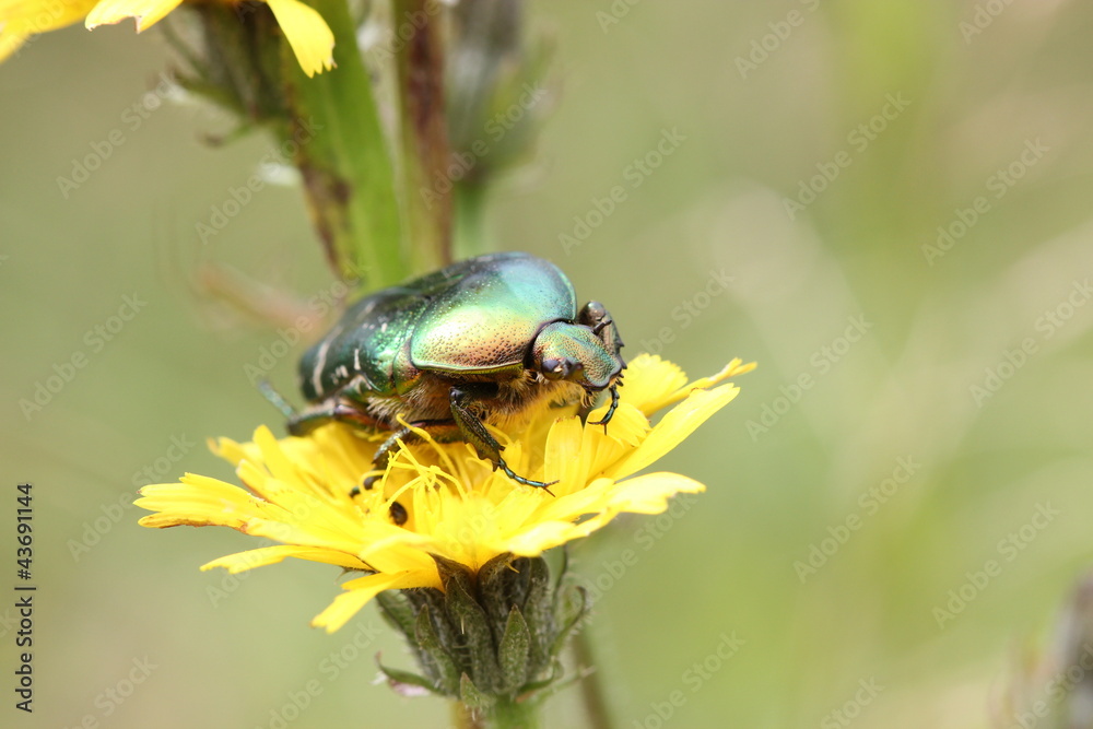 Fototapeta premium Rosenkäfer auf Blüte