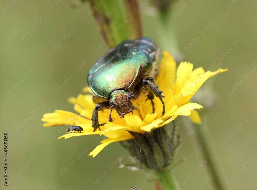 Naklejka premium Rosenkäfer auf Blüte