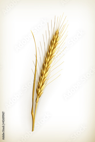 Ear of wheat