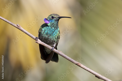 Beija flor de orelha violeta