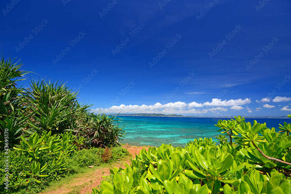 久高島の綺麗な亜熱帯植物と紺碧の空