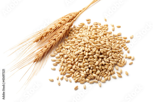 wheat ears with wheat kernels