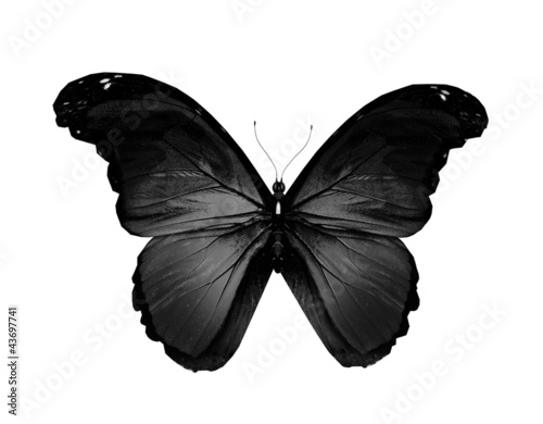 Black butterfly flying, isolated on white
