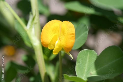 peanut flower