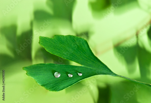 Fotografi ginkgo biloba