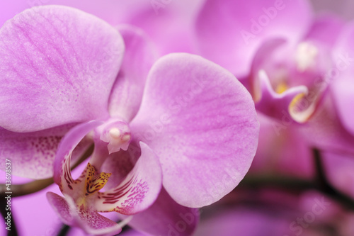 Orchidee