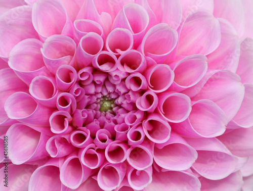 Fototapeta Naklejka Na Ścianę i Meble -  Pink Dream Flower