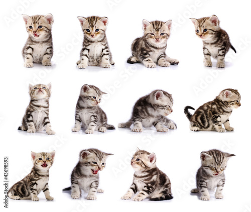 collection of American Shorthair cat kitten