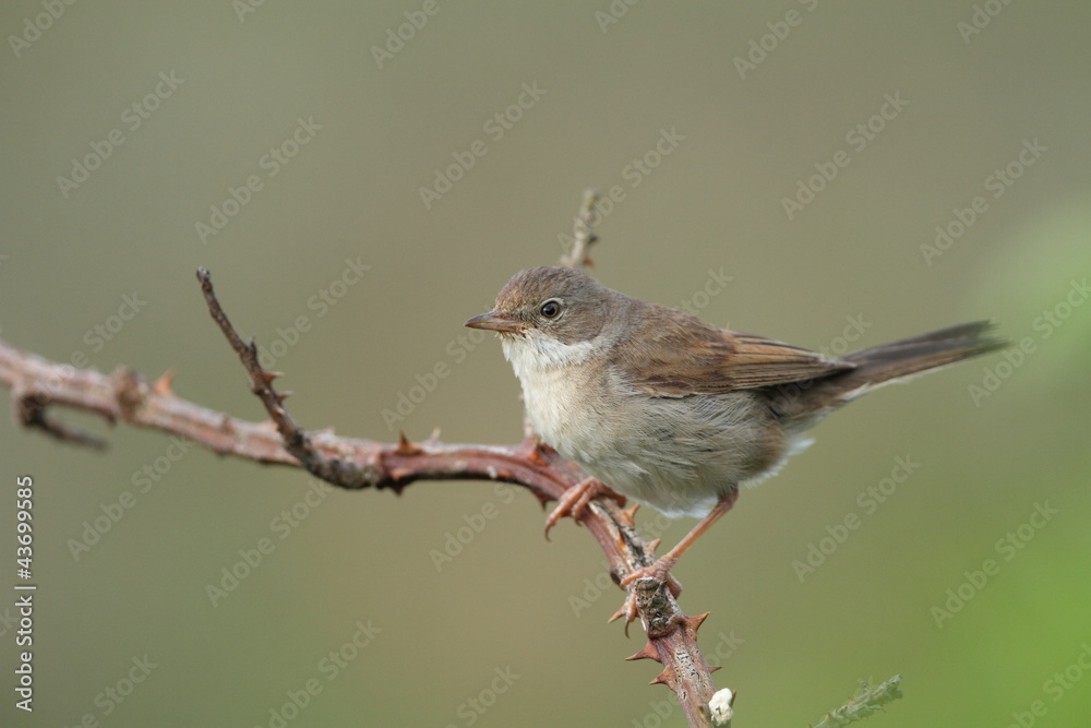 Fauvette Grisette Fauvette Grisette