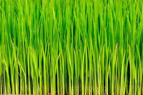 Green Grass rice