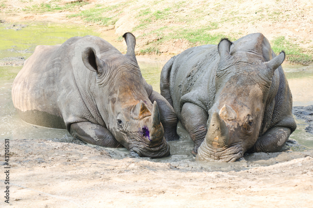Fototapeta premium Rhino in the nature.