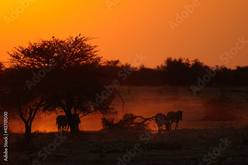 Steppenzebras © Photohunter