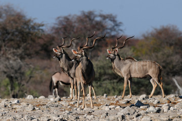 Wandcirkels Antilope Grote koedoe stier in savanne  © Photohunter