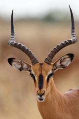 Wandcirkels Antilope Impala mannetje in Afrikaanse savanne  © Photohunter
