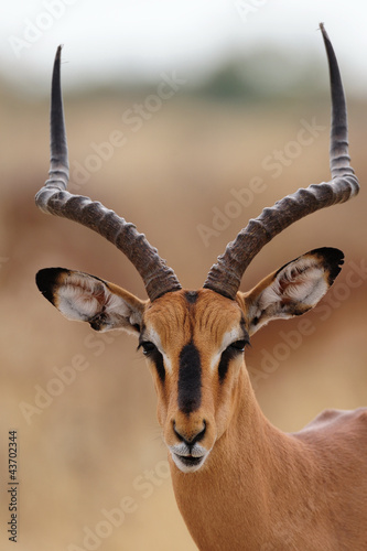 Impala photo