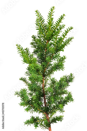 Branch yew ( Taxus cuspidata ) photo