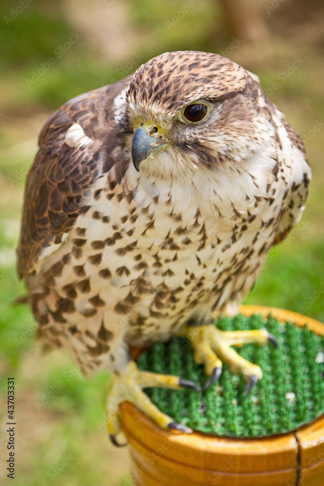 Falcon portrait Falcon portrait