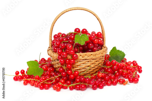 basket with red currants