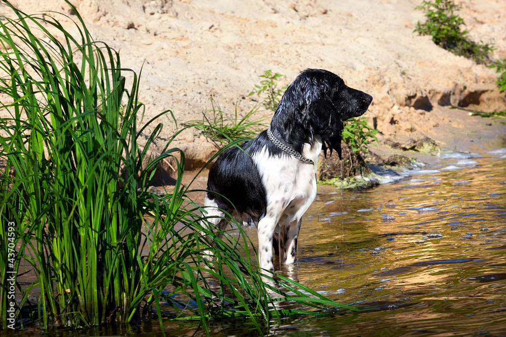 Training a hunting dog on the water. Russian Spaniel Training a hunting dog on the water. Russian Spaniel